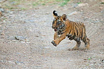 Bengal Tiger (Panthera tigris tigris) cub running. Ranthambore National Park, India.