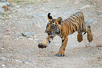 Bengal Tiger (Panthera tigris tigris) cub running. Ranthambore National Park, India.