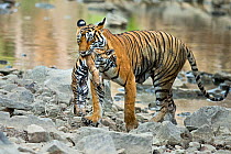 RF- Bengal Tiger (Panthera tigris tigris) female 'Noor T39' carrying cub. Ranthambore National Park, India. (This image may be licensed either as rights managed or royalty free.)