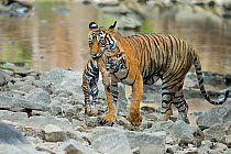Bengal Tiger (Panthera tigris tigris) female 'Noor T39' carrying cub. Ranthambore National Park, India.