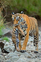 Bengal Tiger (Panthera tigris tigris) female 'Noor T39' carrying cub. Ranthambore National Park, India.