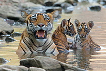 Bengal Tiger (Panthera tigris tigris) female 'Noor T39' with cubs playing in water. Ranthambore National Park, India.