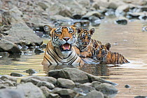 Bengal Tiger (Panthera tigris tigris) female 'Noor T39' with cubs in water. Ranthambore National Park, India.