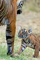 Bengal Tiger (Panthera tigris tigris) cub looking at mother 'Noor t29'. Ranthambore National Park, India.
