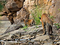 Bengal Tiger (Panthera tigris tigris) mother 'Noor T39' following cubs. Ranthambore National Park, India.'s cub