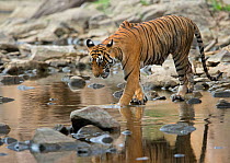 Bengal Tiger (Panthera tigris tigris) female 'Noor T39' snarling at water because of crocodiles. Ranthambore National Park, India.