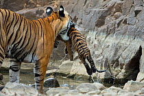Bengal Tiger (Panthera tigris tigris) female 'Noor T39' picking up cub from water. Ranthambore National Park, India.
