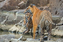 Bengal Tiger (Panthera tigris tigris) female 'Noor T39' carrying wet cub. Ranthambore National Park, India.