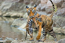 Bengal Tiger (Panthera tigris tigris) female 'Noor T39' carrying wet cub. Ranthambore National Park, India.