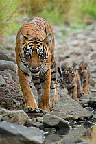 Bengal Tiger (Panthera tigris tigris) mother 'Noor T39' leading cubs to water. Ranthambore National Park, India.