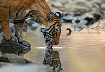 Bengal Tiger (Panthera tigris tigris) female 'Noor T39' drinking. Ranthambore National Park, India.