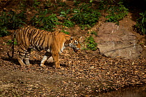 Bengal Tiger (Panthera tigris tigris) female 'Noor T39' snarling at crocodile in water. Ranthambore National Park, India.