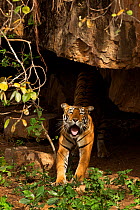 Bengal Tiger (Panthera tigris tigris) female 'Noor T39' stretching after sleeping. Ranthambore National Park, India.