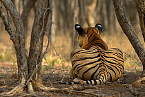 Bengal Tiger (Panthera tigris tigris) rear view of male 'Sultan T72' watching prey. Ranthambore National Park, India.