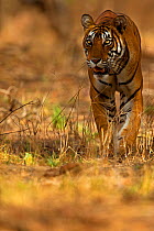 Bengal Tiger (Panthera tigris tigris) female 'Noor T39' walking. Ranthambore National Park, India.