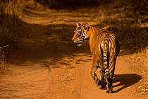 Bengal Tiger (Panthera tigris tigris) female 'Noor T39' walking on track, Ranthambore National Park, India.