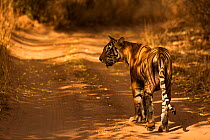 Bengal Tiger (Panthera tigris tigris) female 'Noor T39' walking on track, Ranthambore National Park, India.