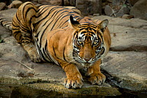 Bengal Tiger (Panthera tigris tigris) female 'Noor T39' looking up whilst drinking. Ranthambore National Park, India.