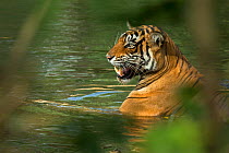 Bengal Tiger (Panthera tigris tigris) snarling in waterhole at crocodile. Ranthambore National Park, India.