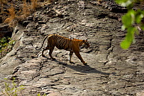 Bengal Tiger (Panthera tigris tigris) male 'Sultan T72' walking. Ranthambore National Park, India.