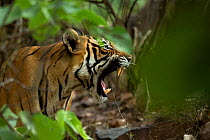 Bengal Tiger (Panthera tigris tigris) female 'Noor T39' calling to cubs in cave. Ranthambore National Park, India.