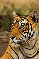Bengal Tiger (Panthera tigris tigris) young male 'Sultan T72' portrait, Ranthambore National Park, India.