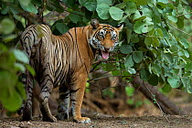 Bengal Tiger (Panthera tigris tigris) male 'Sultan T72' showing flehmen response at territorial marking. Ranthambore National Park, India.