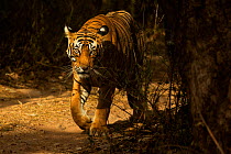 Bengal Tiger (Panthera tigris tigris) male 'Sultan T72' walking in territory. Ranthambore National Park, India.