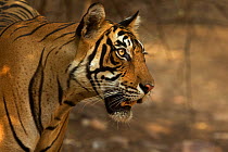 Bengal Tiger (Panthera tigris tigris) male 'Sultan T72' portrait. Ranthambore National Park, India.