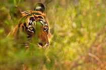 Bengal Tiger (Panthera tigris tigris) dominant male 'Ustad T24' hiding in grass whilst hunting, Ranthambore National Park, India.