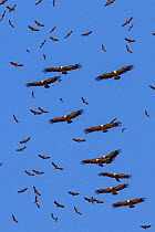 Griffon vultures (Gyps fulvus) in flight, gathering at Santa Cilia de Panzano feeding station. Sierra y Canones de Guara Natural Park, Aragon, Spain, July.