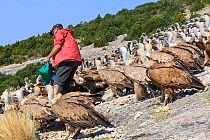 Manu Aguilera, from 'Fondo Amigos del Buitre' association feeding Griffon vultures (Gyps fulvus) for tourists, at Santa Cilia de Panzano feeding station, Sierra de Guara Natural Park, Aragon, Spain, J...