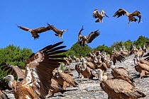 Griffon vultures (Gyps fulvus) gathering at Santa Cilia de Panzano feeding station. Sierra y Canones de Guara Natural Park, Aragon, Spain, July.
