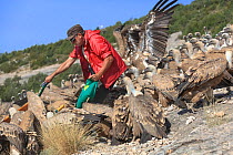 Manu Aguilera, from 'Fondo Amigos del Buitre' association feeding Griffon vultures (Gyps fulvus) gathering at Santa Cilia de Panzano feeding station, Sierra de Guara Natural Park, Aragon, Spain, July....