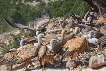 Griffon vultures (Gyps fulvus) gathering at Santa Cilia de Panzano feeding station, squabbling over food, Sierra y Canones de Guara Natural Park, Aragon, Spain, July.