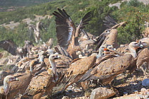 Griffon vultures (Gyps fulvus) gathering at Santa Cilia de Panzano feeding station, squabbling over food,  Sierra y Canones de Guara Natural Park, Aragon, Spain, July.