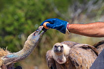 Manu Aguilera, from 'Fondo Amigos del Buitre' association feeding Griffon vultures (Gyps fulvus) gathering at Santa Cilia de Panzano feeding station, Sierra de Guara Natural Park, Aragon, Spain, July.