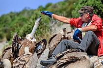Manu Aguilera, from 'Fondo Amigos del Buitre' association feeding Griffon vultures (Gyps fulvus) gathering at Santa Cilia de Panzano feeding station, Sierra de Guara Natural Park, Aragon, Spain, July.
