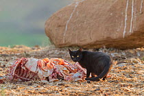 Feral cat (Felis cattus) scavenging at feeding stations for vultures. Binaced, Aragon, Spain, July.