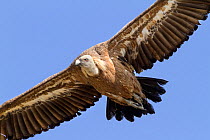 Griffon vultures (Gyps fulvus) in flight. Parque Natural Sierra y Canones de Guara, Aragon, Spain, July.