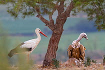 Griffon vulture (Gyps fulvus) and White stork (Ciconia ciconia) Binaced feeding station. Aragon, Spain, July.