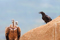Griffon vultures (Gyps fulvus) and a Raven (Corvus corax) Binaced feeding station, Aragon, Spain, July.