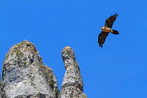 Bearded vulture (Gypaetus barbatus) in flight. Parque Natural Sierra y Canones de Guara, Aragon, Spain, July.
