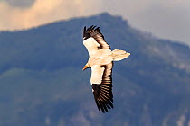 Egyptian vulture (Neophron percnopterus) in flight. Parque Natural Sierra y Canones de Guara, Aragon, Spain, July.