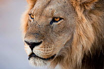 African lion (Panthera leo) male portrait, Savuti, Botswana. Taken on location for BBC Planet Earth series, 2005
