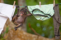 Central American spider monkey (Ateles geoffroyi) orphan hanging on washing line. Baby monkey was kept as pet by workers at El Mirador base camp, after mother was killed. Selva Maya Biosphere Reserve,...