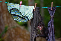 Central American spider monkey (Ateles geoffroyi) orphan hanging on washing line. Baby monkey was kept as pet by workers at El Mirador base camp, after mother was killed. Selva Maya Biosphere Reserve,...