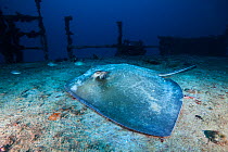Southern Stingray (Dasyatis americana), C-56 Wreck, Puerto Morelos National Park, Caribbean Sea, Mexico, February
