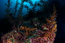 Cortez Round Stingray (Urobatis maculatus), San Pedro Martir Island Protected Area, Gulf of California (Sea of Cortez), Mexico, July