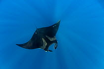 Giant Manta Ray (Manta birostris), San Benedicto Island, Revillagigedo Archipelago Biosphere Reserve, The Socorro Islands, Pacific Ocean, western Mexico, Vulnerable species.